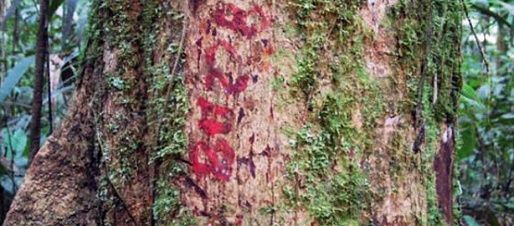 4.000 der Urwaldriesen wurden schon für die Motorsägen markiert Markierter Tropenholzstamm im Regenwald