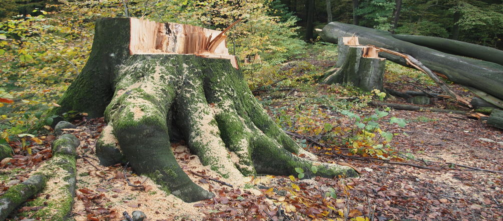 Baumstumpf im Buschbeller Wald