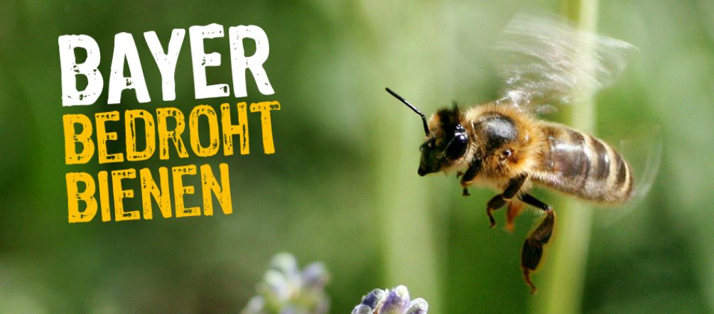 Bienen sind durch Neonikotinoide bedroht (Flickr/phgaillard2001 - Lizenz CC BY-SA 2.0) Eine Biene fliegt zu einer Blüte. Darüber der Schriftzug "Bayer bedroht Bienen"