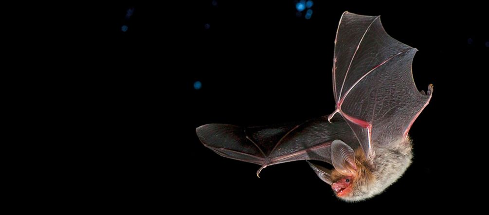 Der Sandabbau zerstört den Lebensraum zahlreicher Fledermausarten Bechsteinfledermaus