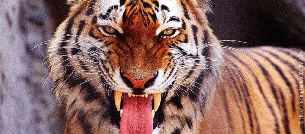 Ein bengalischer Tiger schaut mit offenem Maul in die Kamera