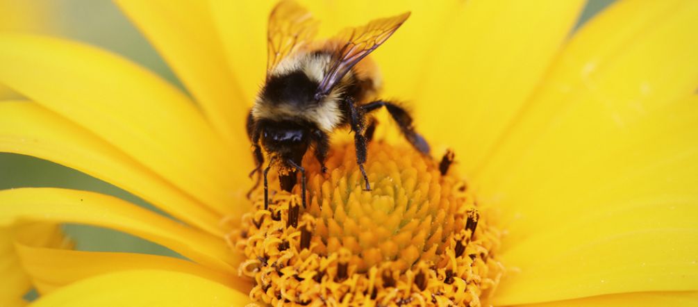Eine Biene sitzt auf einer Blüte.