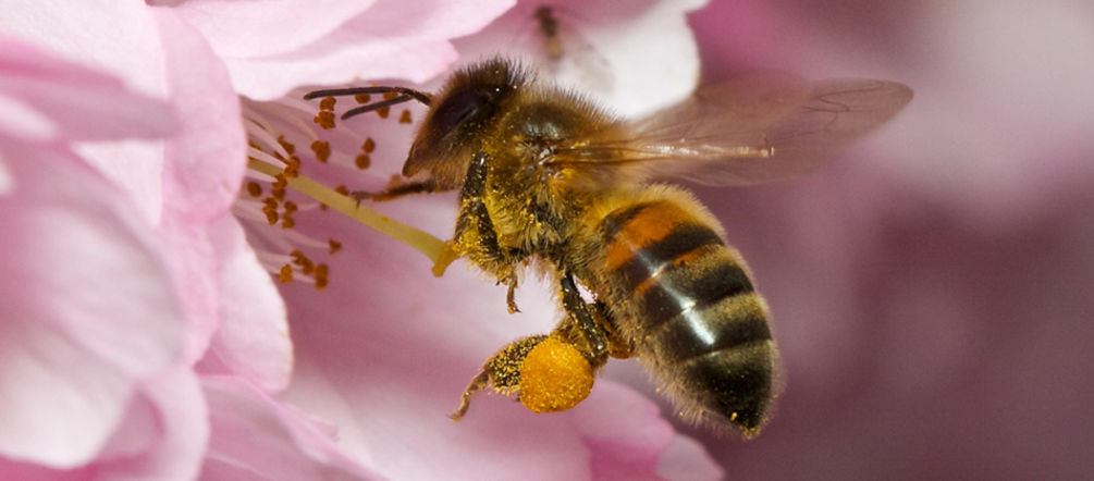 Hoffentlich bald kein Bild mit Seltenheitswert: Eine Biene bestäubt eine Blüte (Flickr / David Farquhar - Lizenz CC BY-NC-ND 2.0) Eine Biene fliegt zu einer Kirschblüte