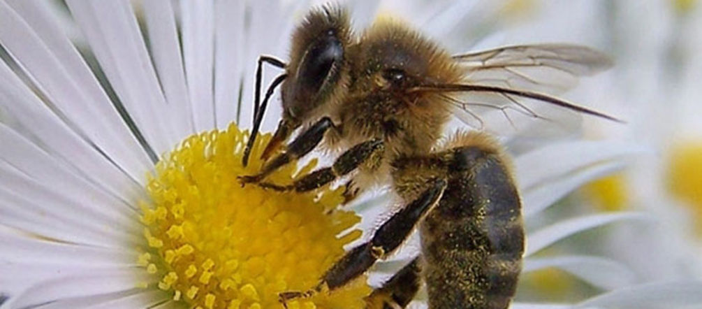 Bienen sterben, weil Konzerne hochgiftige Pestizide verkaufen (Foto: Kathrin Reinsch, Flickr) Eine Biene bestäubt eine weiße Blüte