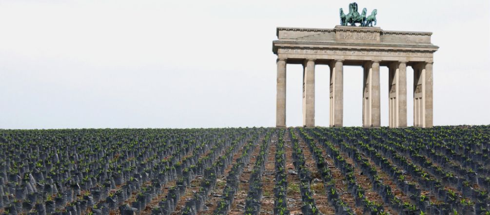 Fotomontage: Das Brandenburger Tor steht zwischen Reihen mit Ölpalmsetzlingen