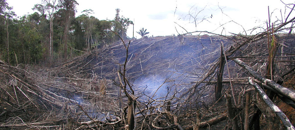 Schon jetzt verliert Brasilien pro Jahr 1,65 Millionen Hektar Regenwald Rauchender, abgeholzter Wald