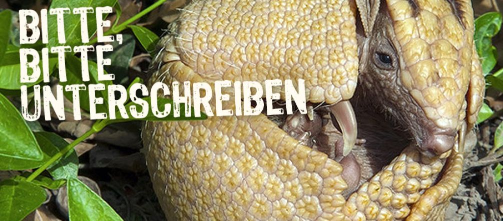Bei Bedrohung rollt sich das Dreibindengürteltier zu einer gepanzerten Kugel zusammen. © Fotolia Ein Dreibindengürteltier rollt sich zur Kugel zusammen