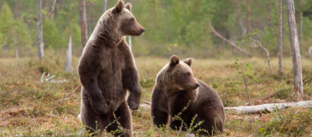 In Rumäniens Wäldern leben noch Bären. Das könnte bald Vergangenheit sein Zwei friedliche Braunbären im Wald