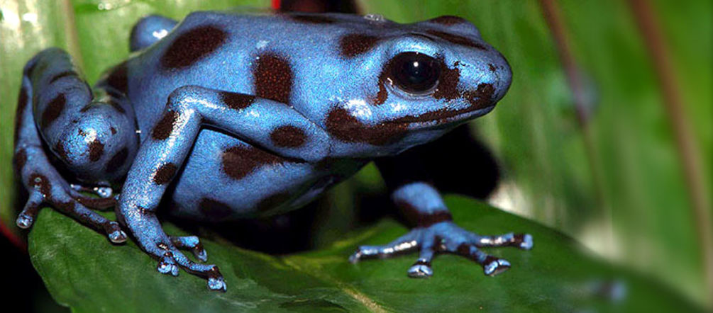 Der sehr bedrohte Tabasará-Frosch lebt nur im Gebiet des geplanten Stausees Der blaue Goldbaumsteiger Frosch sitzt auf Blatt