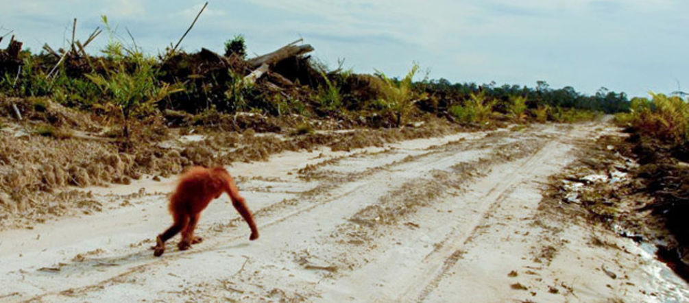 Cover der Charity-Single Orang-utan auf zerstörtem Land