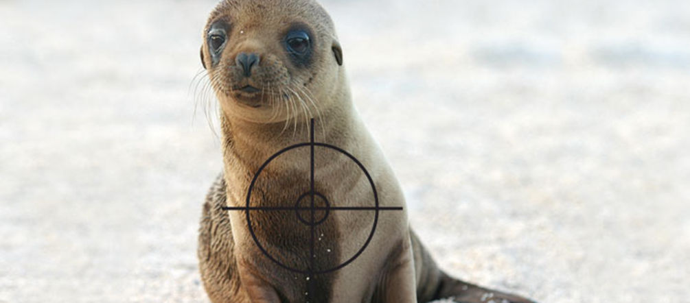 Ein kleiner Seelöwe im Visier der Fischindustrie Seelöwen junges mit Visier auf der Brust