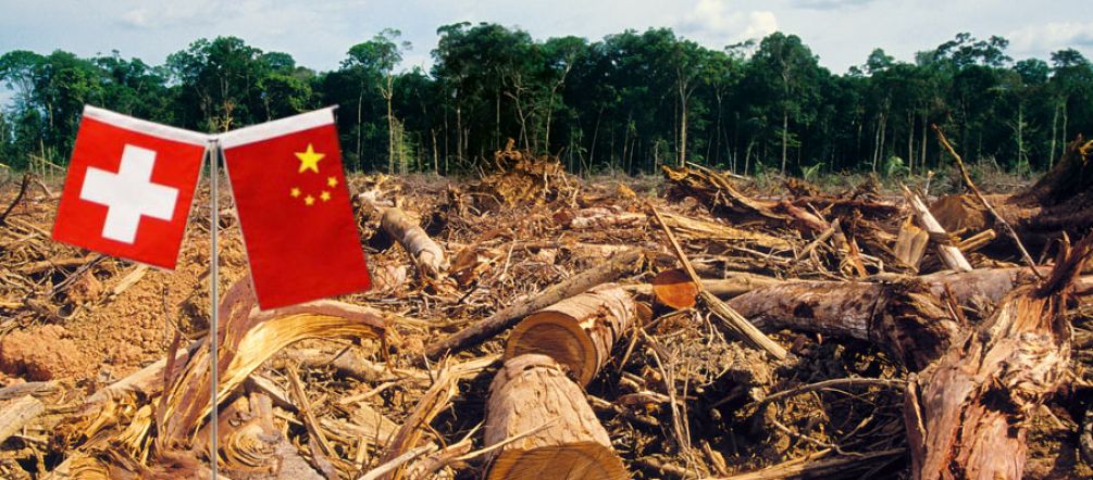 Die Folgen des liberalisierten Handels: Der Regenwald wird für den Bedarf der Industrie abgeholzt Die Flaggen von China und der Schweiz markieren einen abgeholzten Regenwald