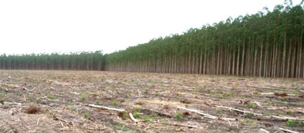 Freihandelsabkommen bedroht Regenwälder abgeholzte Regenwaldfläche