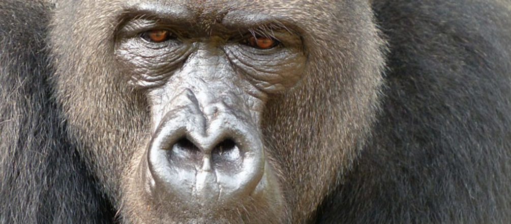 Der Cross-River-Gorilla Silberrücken wiegt bis zu 180kg (Foto: Limbe Wildlife Centre / Great Ape Project) der Silberrücken einer Cross-River-Gorilla Gruppe schreitet durch den Wald