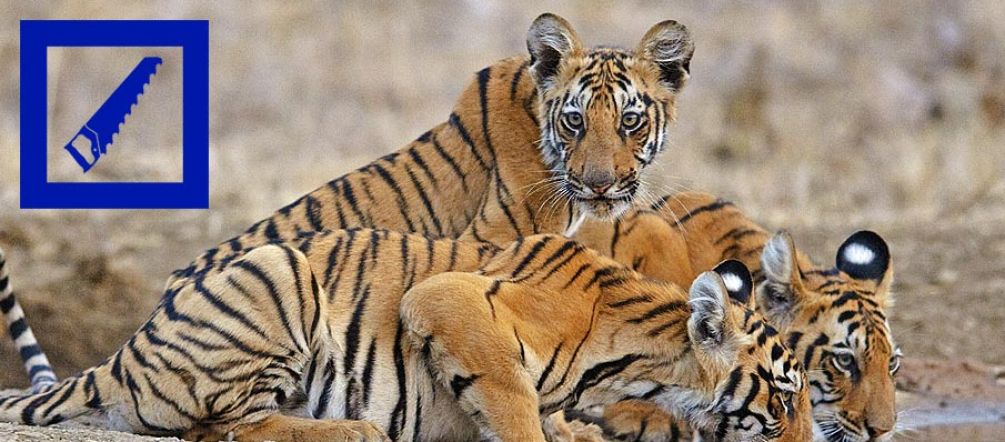 Tiger benötigen riesige Reviere um ausreichend Beute zu finden. Foto: D. Mukherjee/Greenpeace Drei junge Tiger trinken