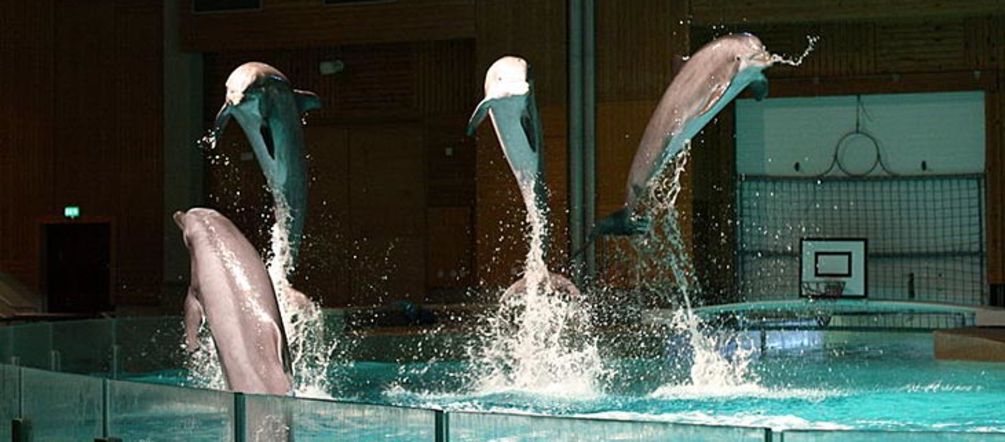 Delfine in einem Delfinarium in Finnland Delfine spingen aus dem Wasser in eine Delfinarium