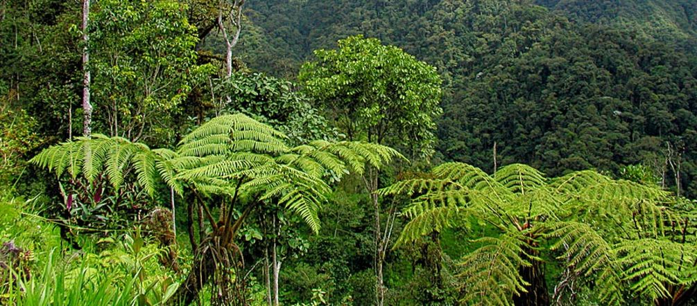 Bergregenwald im Intag in Ecuador