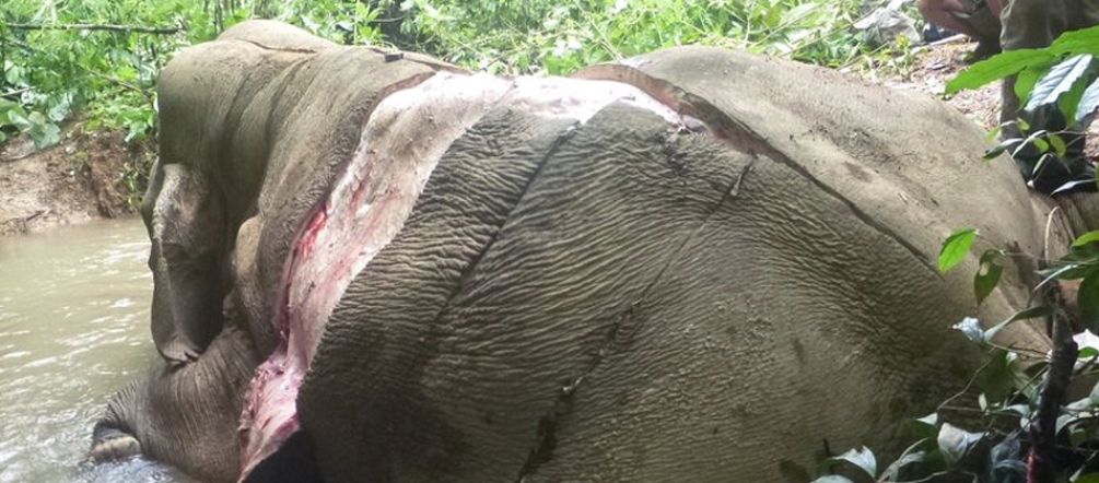 Elefanten werden auch wegen ihrer Haut gewildert Gewilderter und gehäuteter Elefant in Myanmar