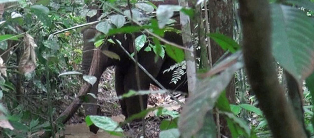 Ein Elefant steht im dichten Wald