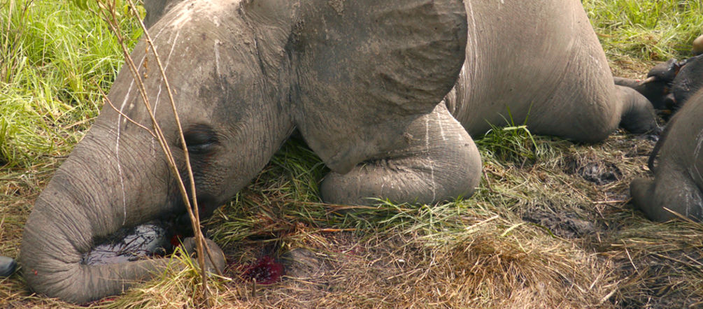 In Afrika werden besonders viele Elefanten für Chinas Märkte gewildert (Foto: Nuria Ortega/African Parks Network) Ein junger Elefant liegt tot am Boden.
