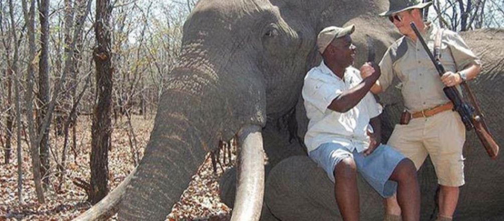 Ein deutscher Jäger neben dem Elefant, den er in Simbabwe erschossen hat