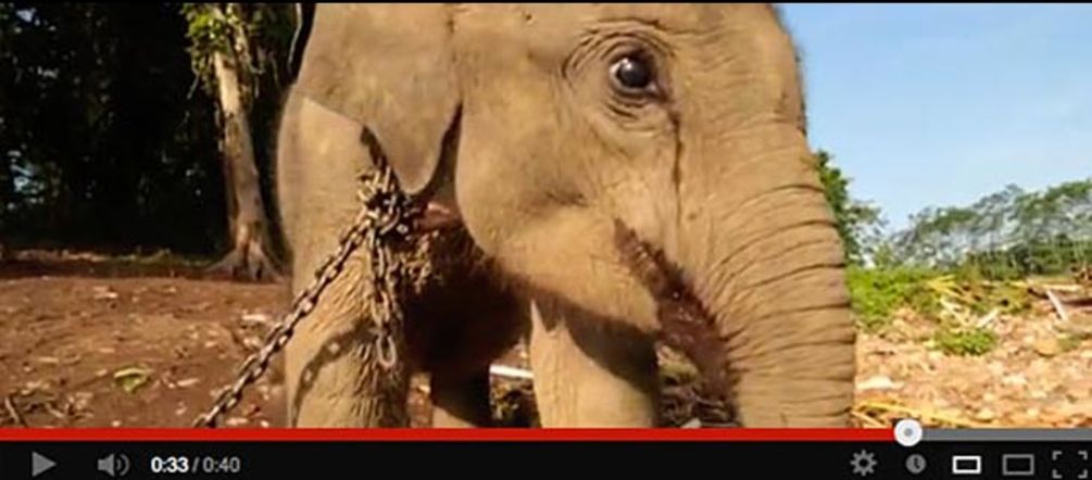 Elefant an Kette