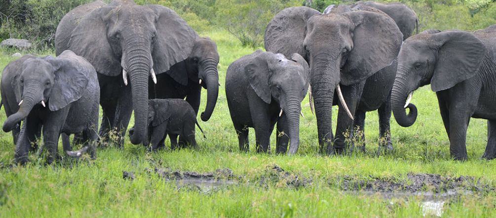 Junger Elefant mit Herde in Afrika