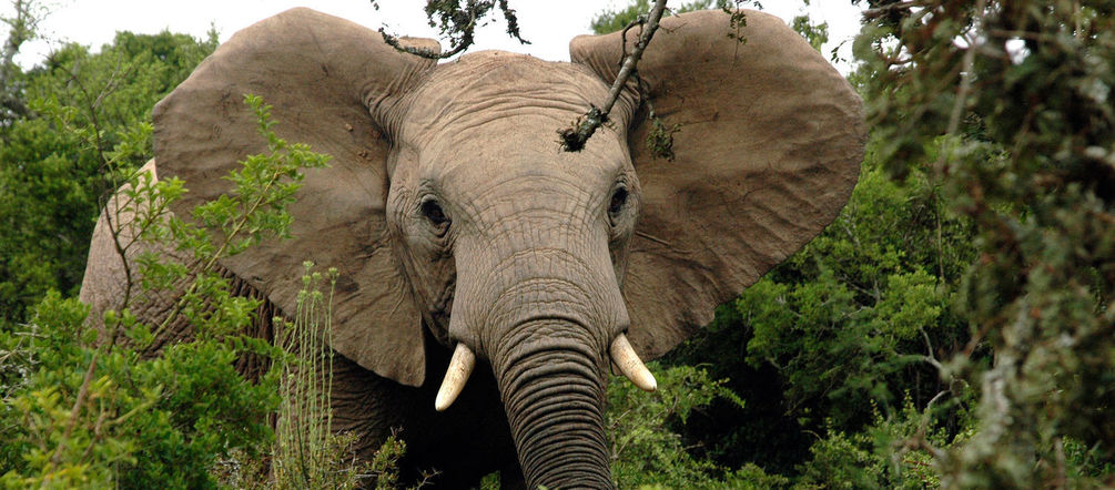 Afrikanischer Elefant im Wald
