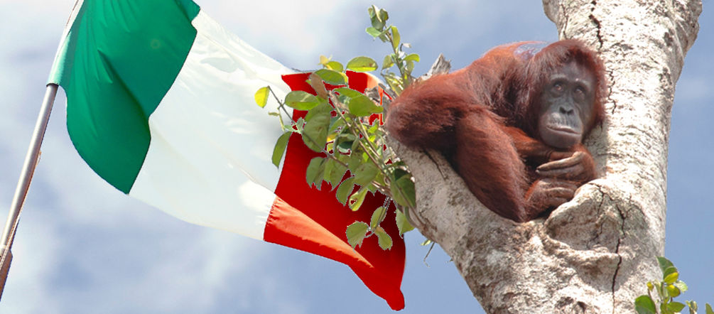 Italienische Fahne und Orang-Utan auf Baum ENI Italien gefährden Orang Utans