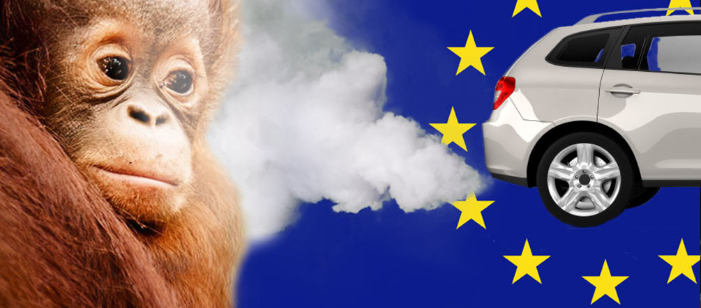 Fotomontage: Aus einem Autoauspuff vor einer EU Flagge strömen Abgase einem Orang-Utan ins Gesicht
