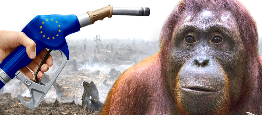 Von Palmöl-Plantagen bedroht: Orang-Utan EU Biosprit Politik zerstört die Regenwälder
