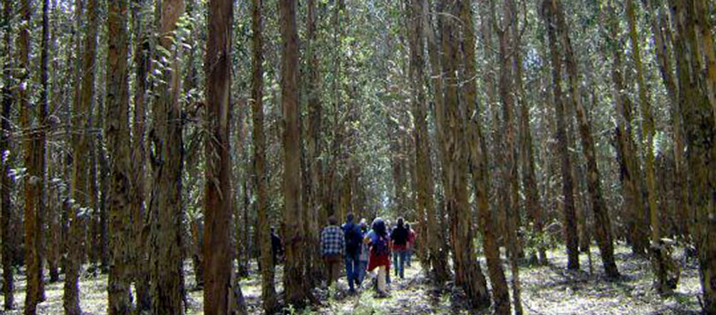 WRM Gruppenbesuch auf einer Baumplantage in Uruguay
