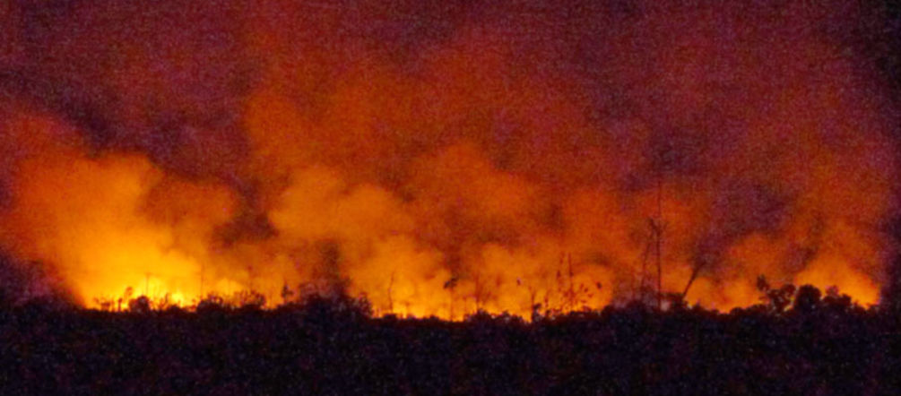 Der Regenwald brennt für Ölpalmplantagen Der nachtschwarze Himmel über dem Regenwald ist vom Feuer rot-gelb erleuchtet