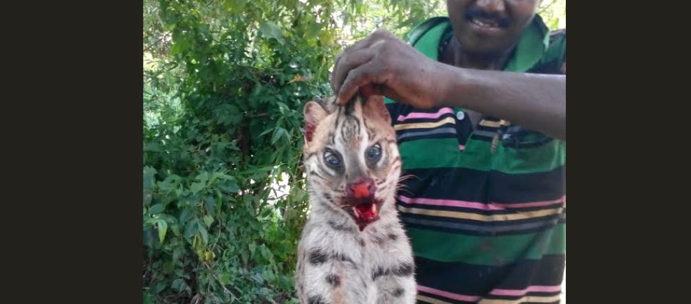 Wilderer stellen der seltenen Fischkatze nach. Wilderer mit Fischkatze in Indien