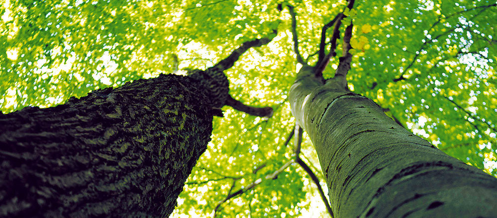Nicht nur Tropenbäume, auch heimisches Holz ist wertvoll. Foto: these-small-things.org Bäume im Lübecker Stadtforst