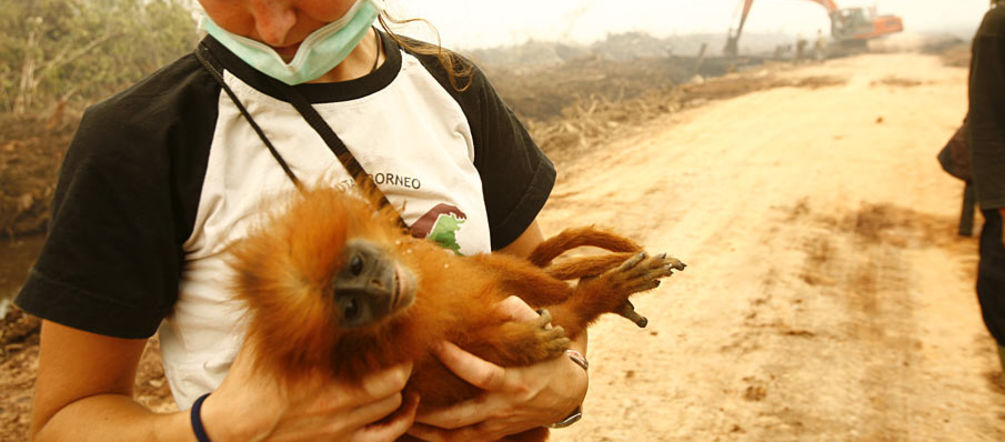 Ölpalm-Plantagen in Indonesien: Zerstörter Regenwald, sterbende Tiere (Foto: Tantyo Bangun) Tierärztin hält toten Affen in den Armen
