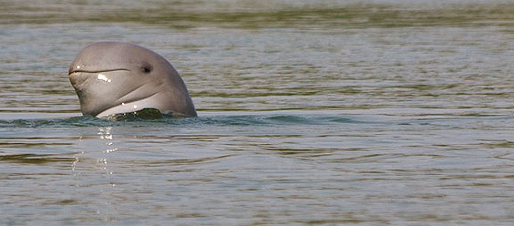 Der geplante Don Sahong Staudamm bedroht alle Lebewesen am Mekong (Foto: Flickr/exilism (CC BY-NC-ND 2.0)) Der Irawadidelfin duckt aus dem Wasser