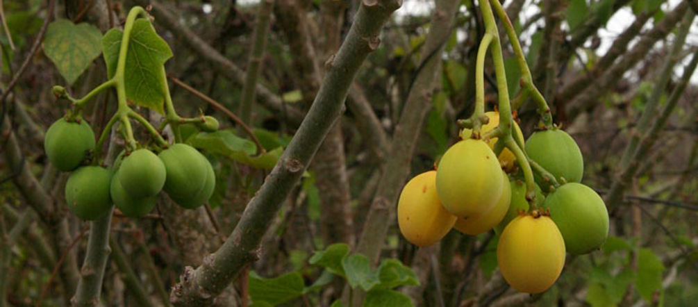 Agrosprit aus Jatropha ist nicht klimaneutral Jatrophafrüchte an einem Baum