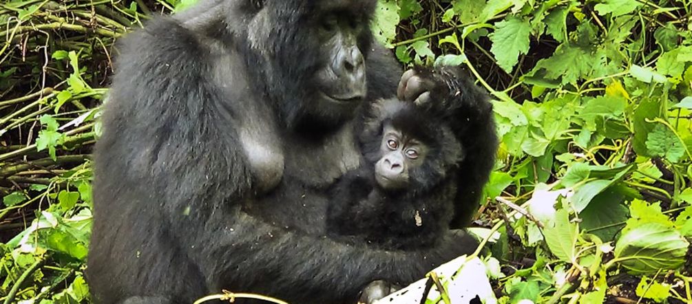 Gorillafamilie im Virunga Nationalpark Gorillamutter mit Baby im Arm ruht in Waldlichtung