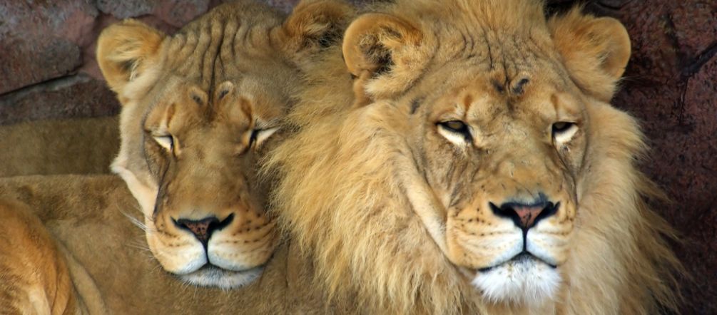 In 12 Ländern Afrikas wurden Löwen ausgerottet Ein Löwenpaar