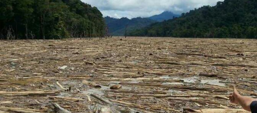 Baumstämme und Holzabfälle verstopfen den Fluss Balui Gefällte Baumstämme blockieren den Fluss Balui, Sarawak