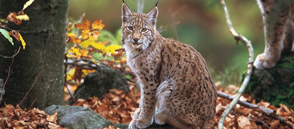 Staudämme gefährden die letzten Balkanluchse im Mavrovo Nationalpark (Foto: Joachim Flachs) Ein Balkanluchs sitzt im Wald und blickt in die Kamera