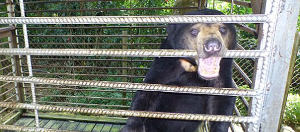 Tierquälerei: Ein Malaienbär im Käfig Ein Malaienbär ist in Sabah in einem Käfig eingesperrt.