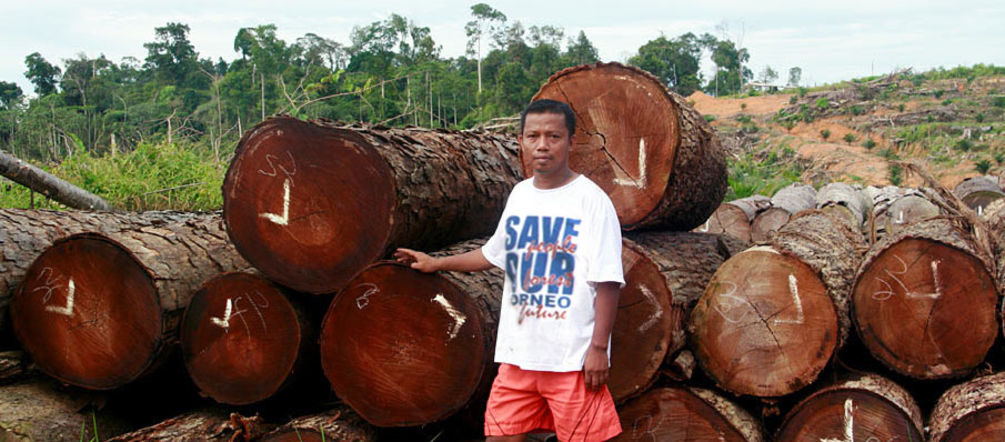 Aktivist Nordin steht von den Stämmen illegal gefällter Bäume