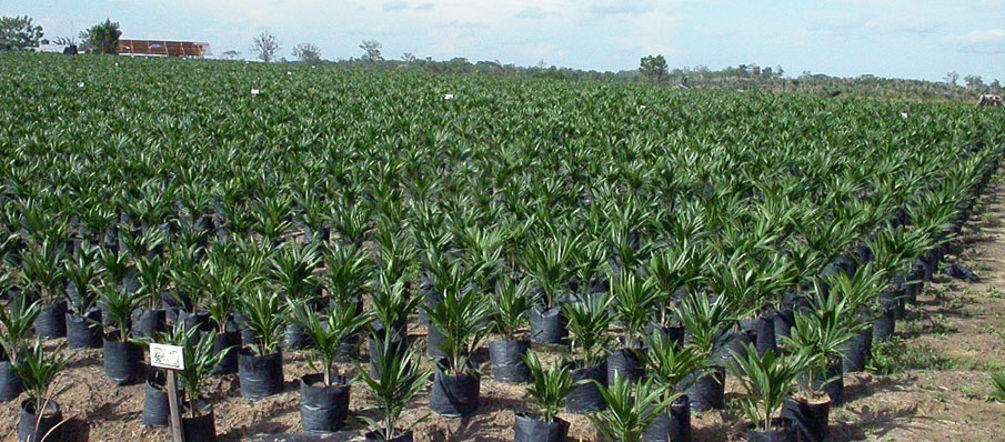 Palmöl-Plantage von Cargill betrieben