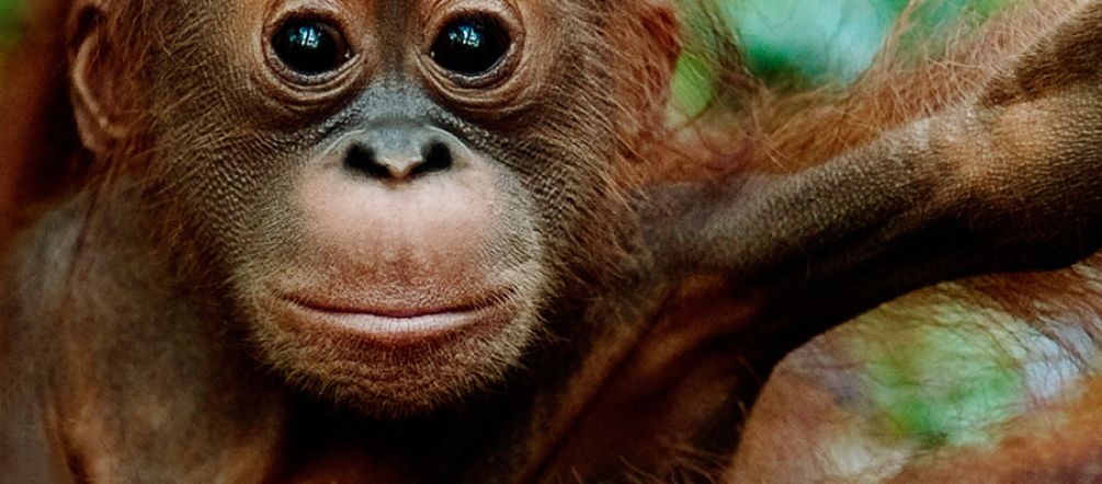 Ein junger Orang-Utan sitzt auf einem Ast in einem Blätterdickicht