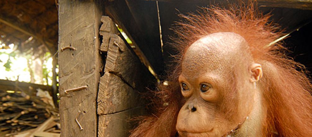 Die Mutter des Orang-Utan-Babys wurde auf den Palmölplantagen getötet