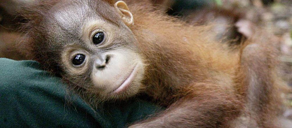 Ein junger Orang-Utan