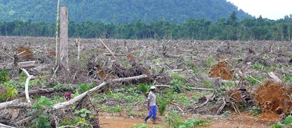 Regenwaldabholzung für Palmöl in Indonesien
