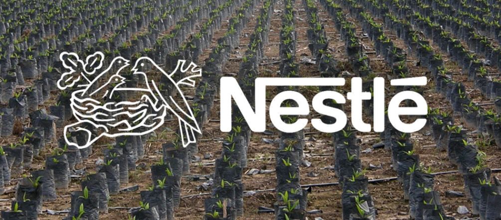 Monokulturen und Kinderarbeit gehen bei der Palmölproduktion Hand in Hand Palmöl Plantage - Nestlé Logo in Vordergrund